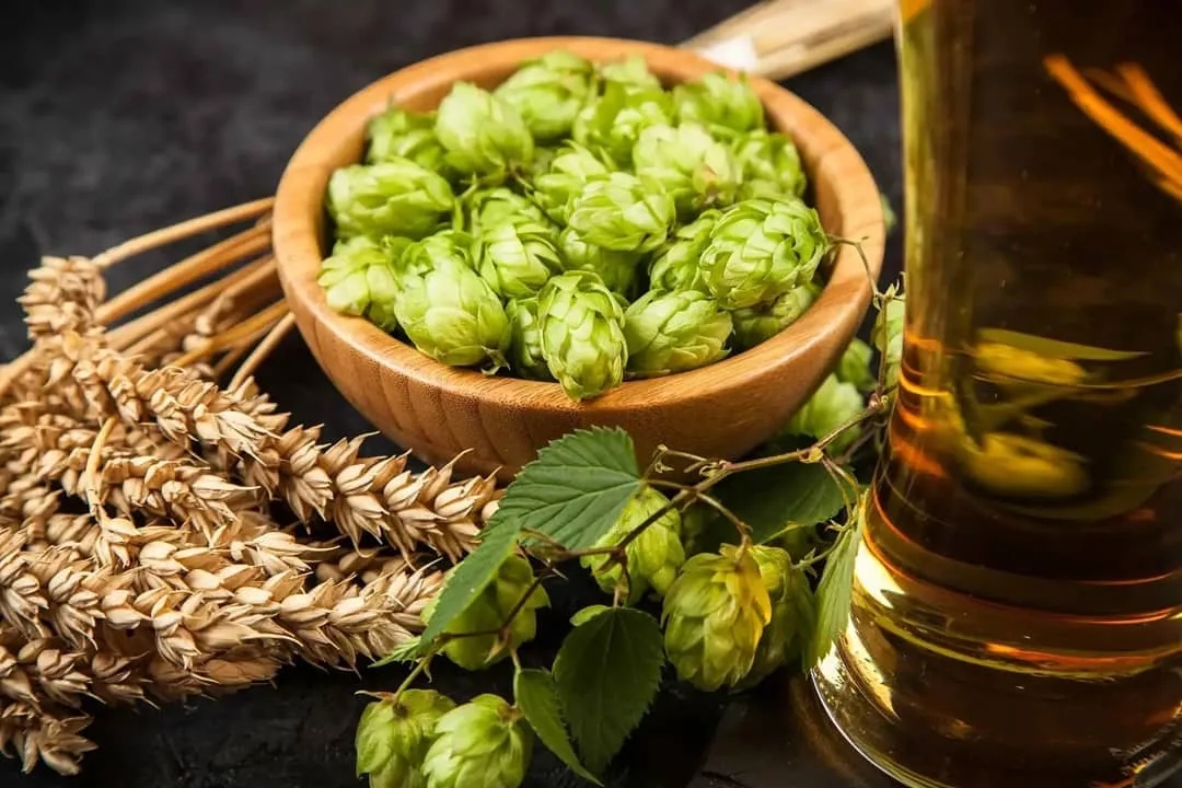 dry hopping,dry hopping beer,dry hopping in primary,hopped beer,wet hop beer,double dry hopping
